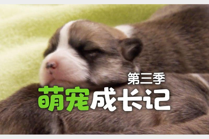 萌宠成长记1-3季全高清1080P英语中英字幕央视推荐儿童启蒙纪录片25G资源下载